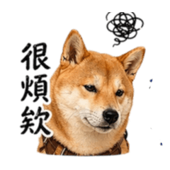 綠島發柴