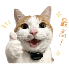 maro_20260510222811