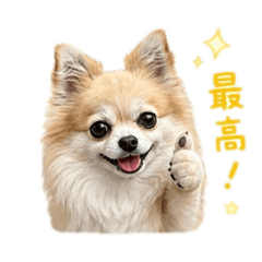 pona_20260510232952