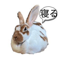 kiyopi_20260510233501