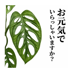 Monstera Houseplant Stickers #3