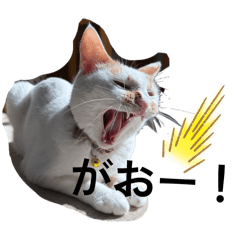 mii.sama