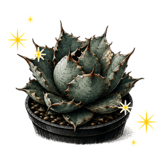 AGAVE HOLIC