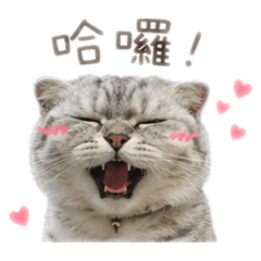 Cherrycat 妹妹