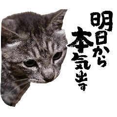 miyoshi hanzo_20260511001048
