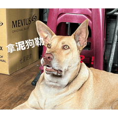 旺財的餓