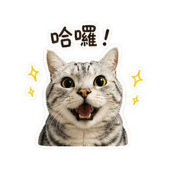 超可愛貓貓（生活日常）