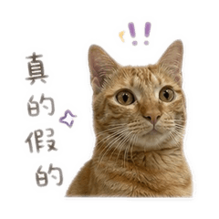 敷敷的表情包