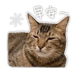 johnson cat