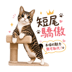 短尾貓日常