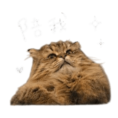 萌貓湯圓