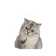 萌貓芋圓