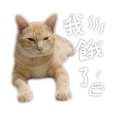 12貓貓