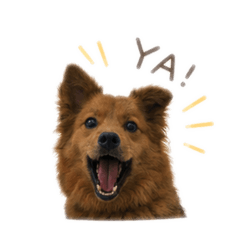 姆姆狗狗1