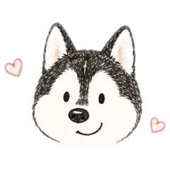 Lovely Husky!