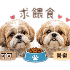 西施犬～可可、樂樂