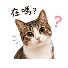 我的5喵❤︎（Q.短.襪.捲.奶蓋）