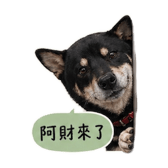 台南阿財日常
