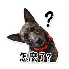 虎斑阿砲米克斯