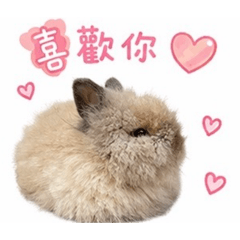 肉球小姐日常
