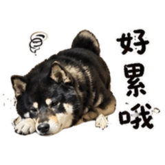 黑皮皮～