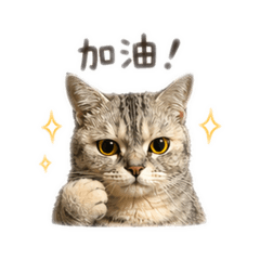QBB日常用語