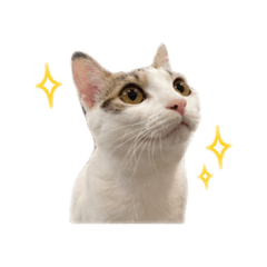 ʢ˶ᵒ ᵕ ˂˶ʡᶻ