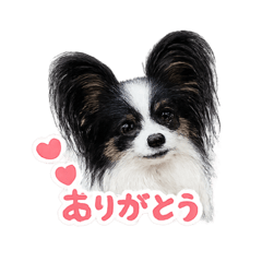 Papipapi Papillon!