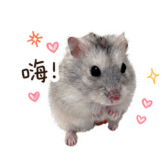 薯餅日常.