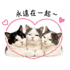 3隻小貓 2