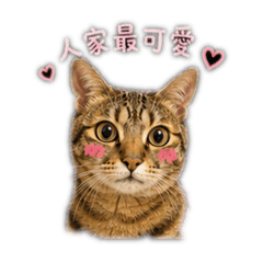 阿起日記