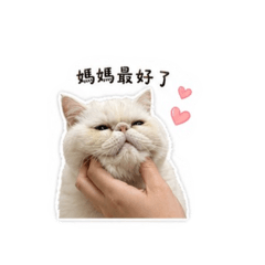 媽寶歪
