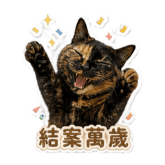 緣初限定版