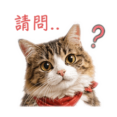 達飛日常用語