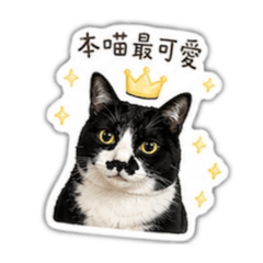 歐鈴的喵日常