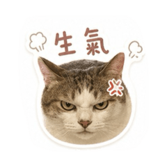 欠揍阿咪