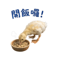 學校小鴨子