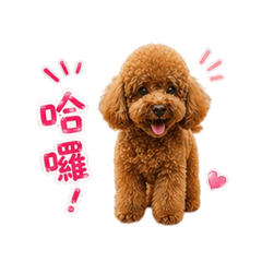 楊Q比