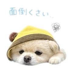 Maron_20260511013048