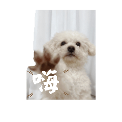 #貴賓狗狗