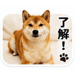 RM_20260511065516