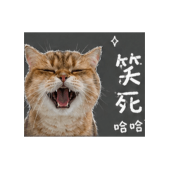 布兒的奇怪表情