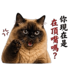 喜馬拉雅貓-炭吉(媽媽碎碎念)