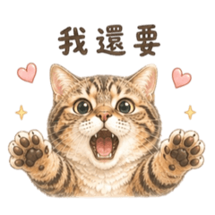 我是66虎斑貓3