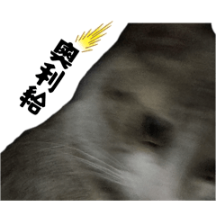 貓咪襪襪