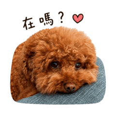 我家狗寶貝