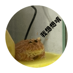阿龍龍萬歲～