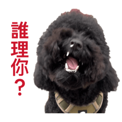 貴賓王小黑