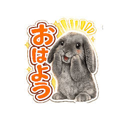 Black Rabbit Daifuku