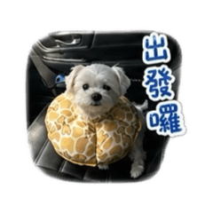 豆豆の日常碎片